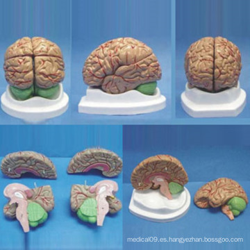 De alta calidad natural tamaño cerebro humano anatomía médica modelo (r050108)